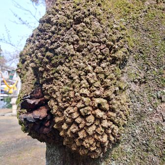 ((ﾟ□ﾟ;))　すごいパンチパーマ