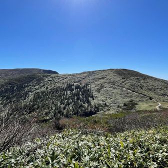 地蔵岳の笹もキラキラ