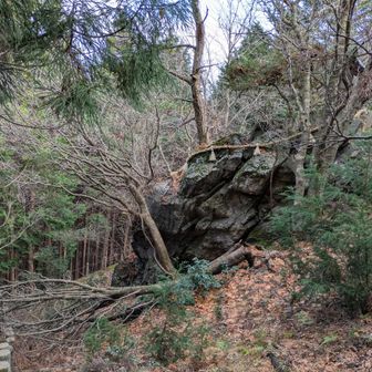 帰りに焼石神社の裏手の巨石に寄る　巨石信仰だったよう。焼石と巨石から伊吹山でのヤマトタケルを、もしくはスサノオが意地悪な兄たちによるイジメで焼けた石を猪だと言いくるめられた話を連想する。