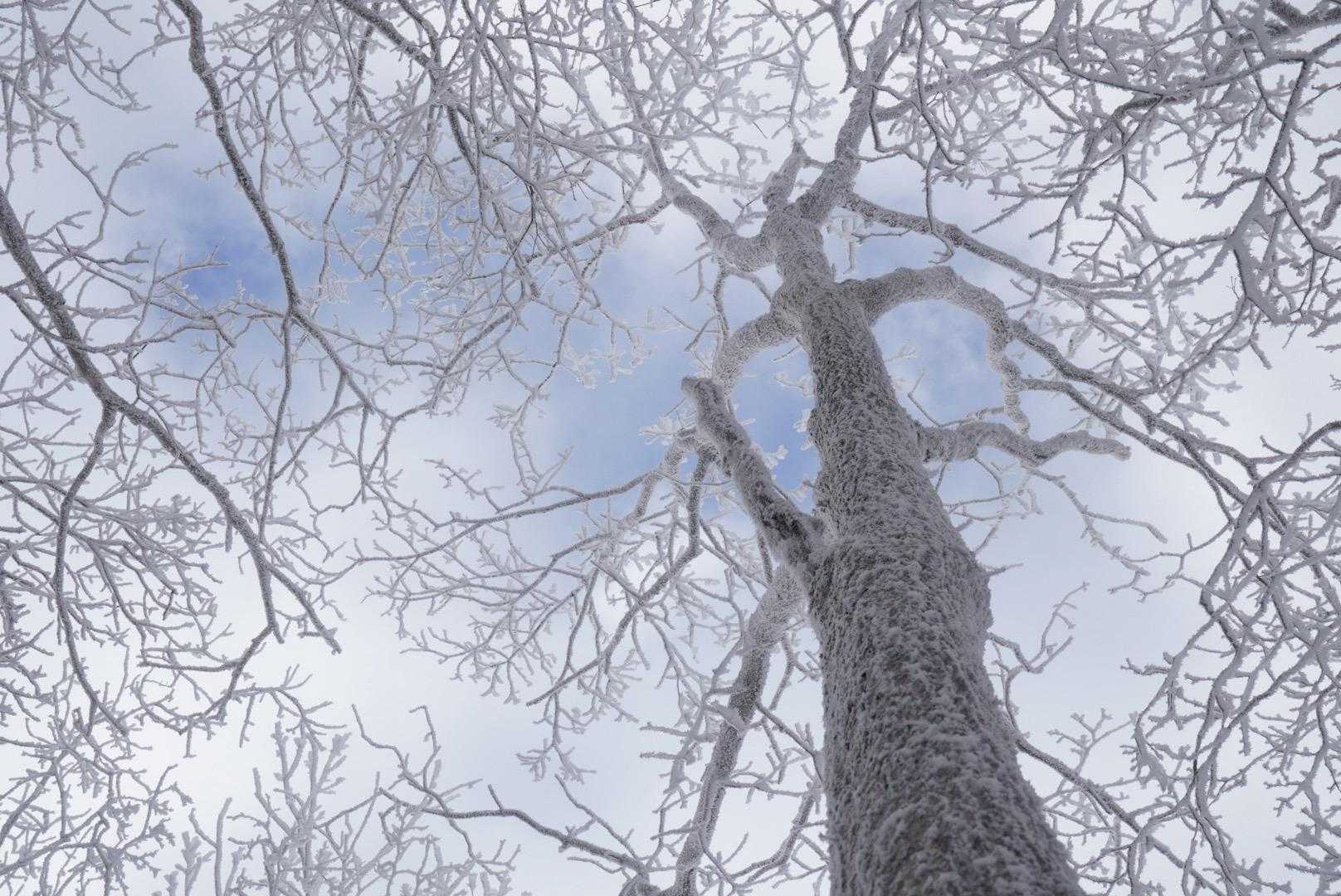 寒そうか樹木🌲