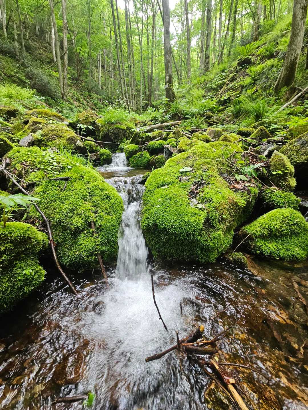 ホントはもっと岩の苔が濃くて後ろの雑木も良い雰囲気なんだけど、これが自分が伝えられる精一杯😊
また会いたい景色にサヨナラしてトコトコ🚶