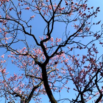 梅は終盤でした