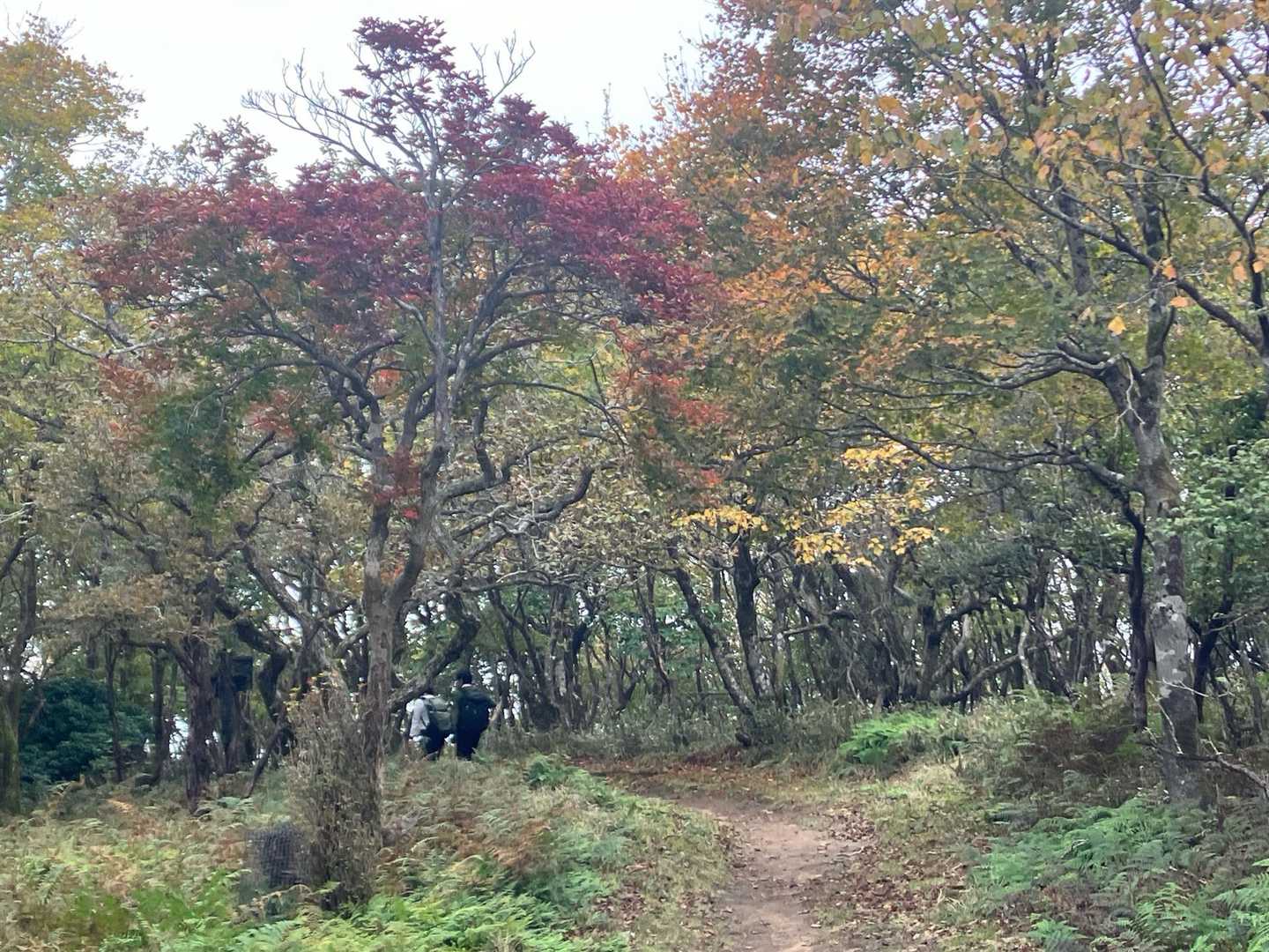🍁🍂🌲