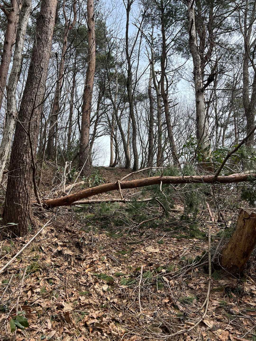 桜公園登山口-願文山-大峰山-法印峰-櫛形山-飯角山-羽黒 縦走コースの写真