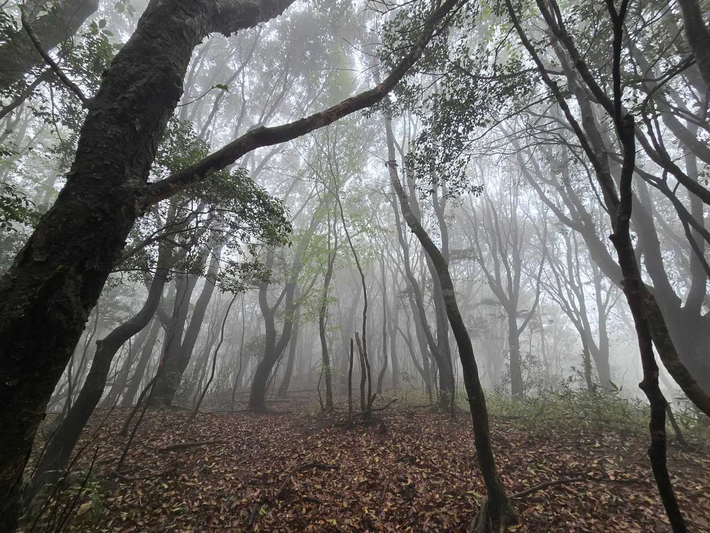 霧が深い