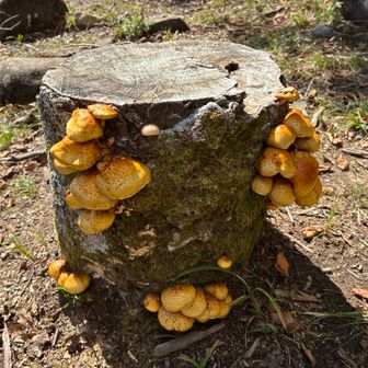 大量きのこ🍄‍🟫