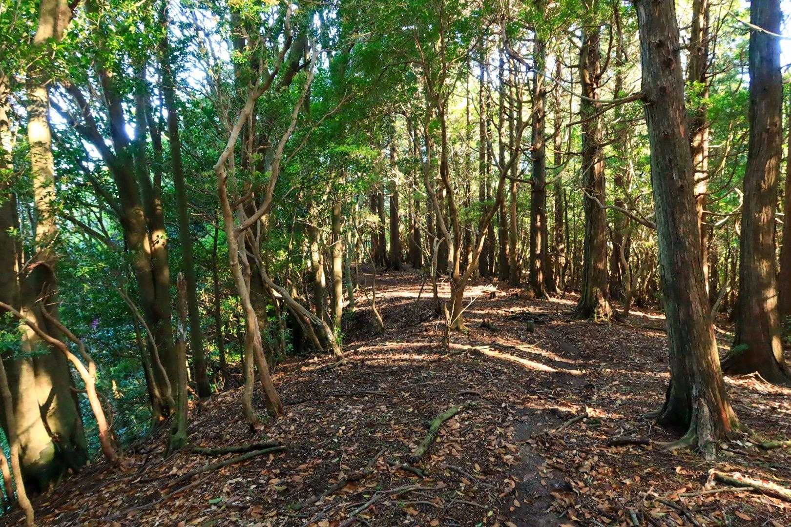 魂の山からしばらくは、樹林帯ロード。
歩きやすいし、虫もまだだし、緑は気持ちいので全然苦にならぬ。