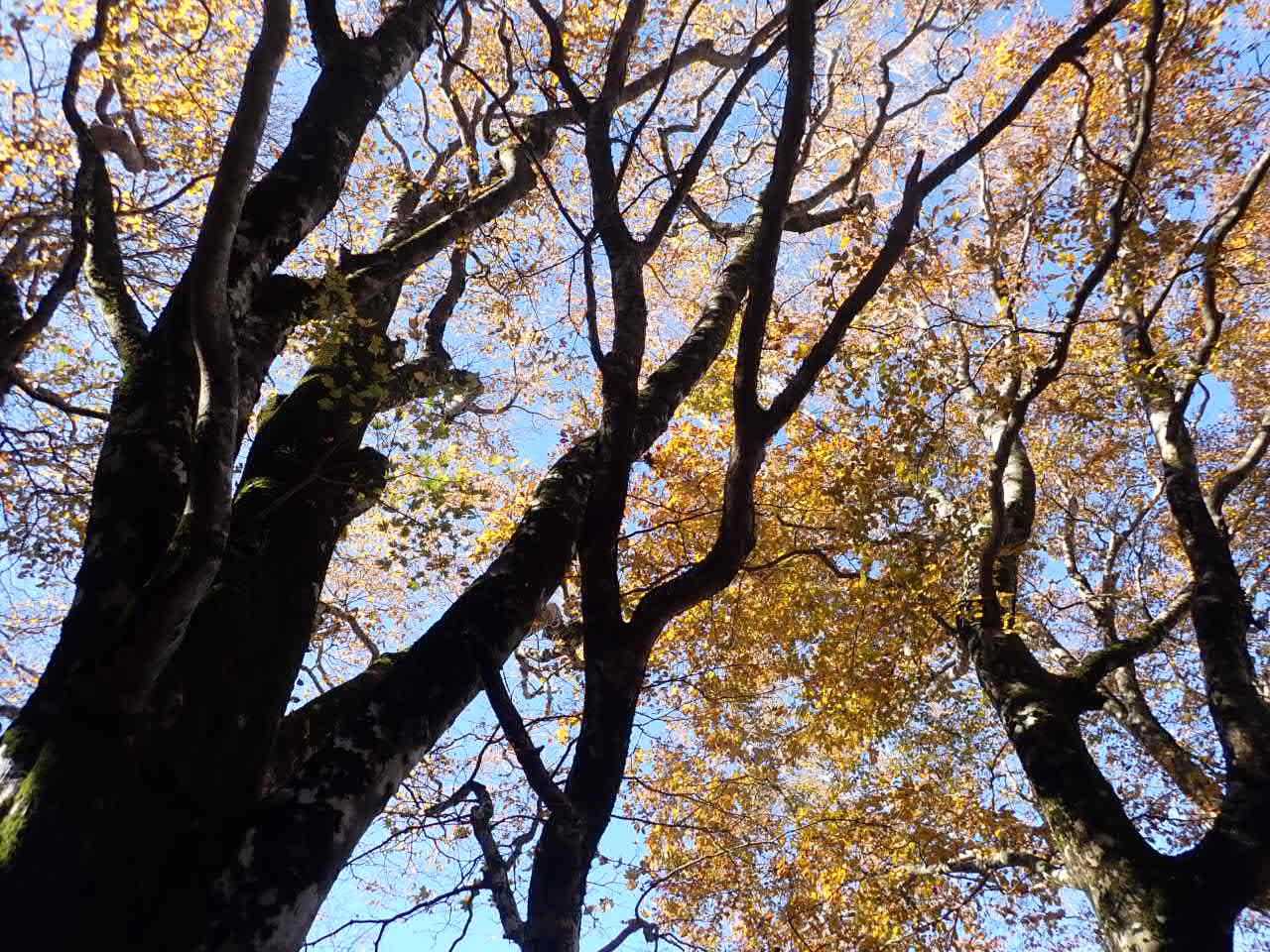 ブナの黄葉が現れた