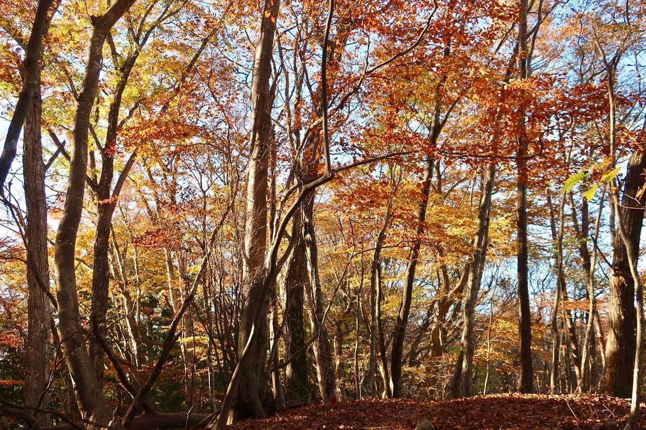 この辺りは紅葉真っ盛り🍁
