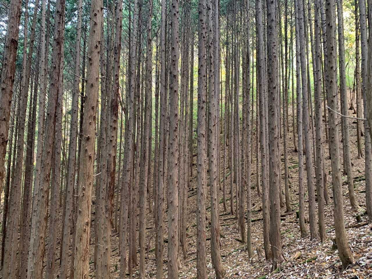 杉林の横を通過