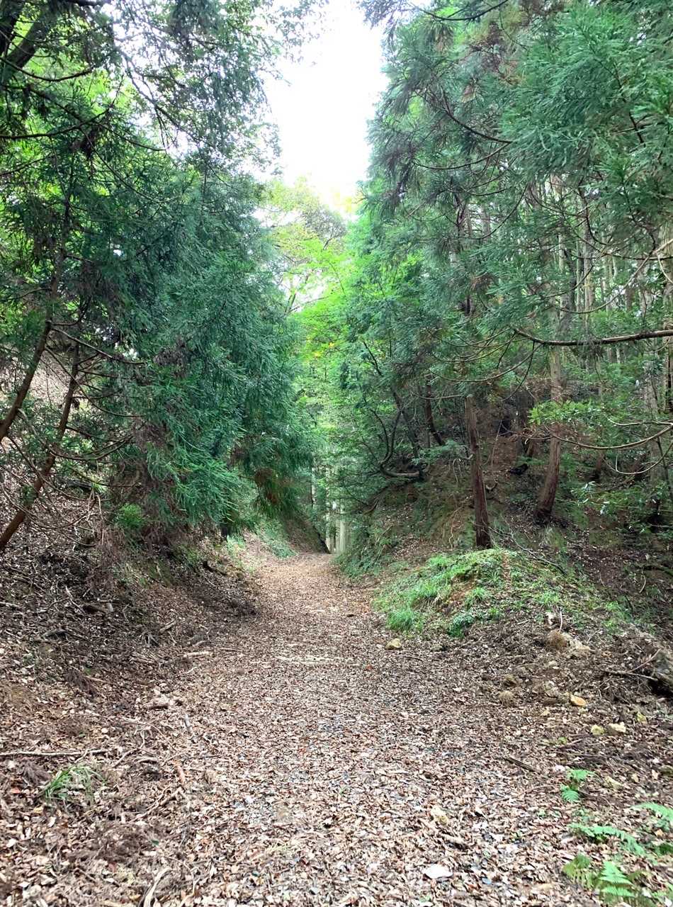 こういう登山道が続きます
