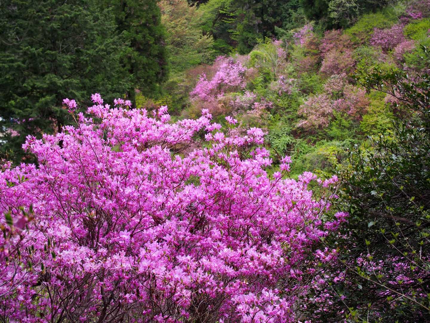 綺麗な木もある🌸