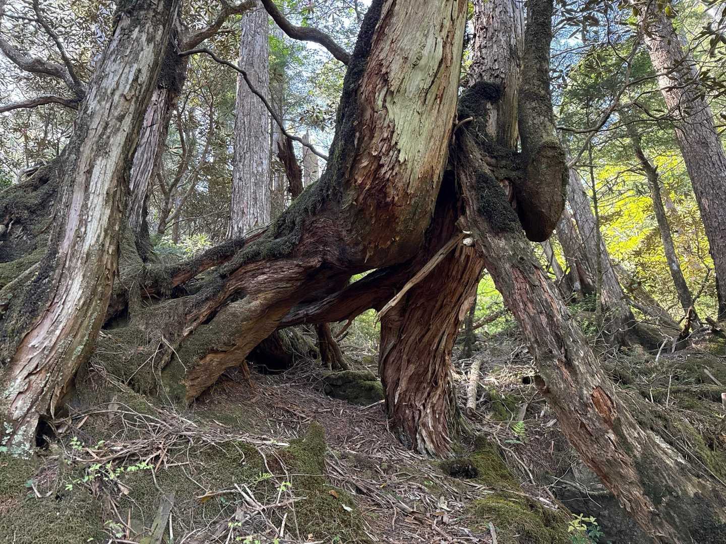 白髪山登山口-白髪山 往復コースの写真
