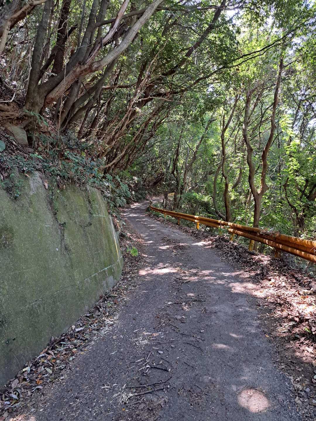 こんな車道が山頂まで続きます