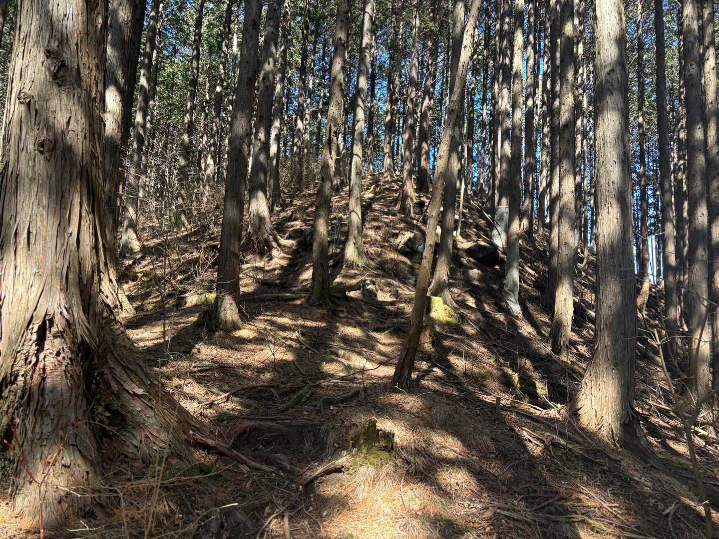 鶏鳴山 周回コースの写真
