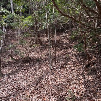 秀峰⛰️ってどんな素晴らしい😀かとワクワクしながら歩いたけど、
道が分かりづらかった🍂🍂🍂