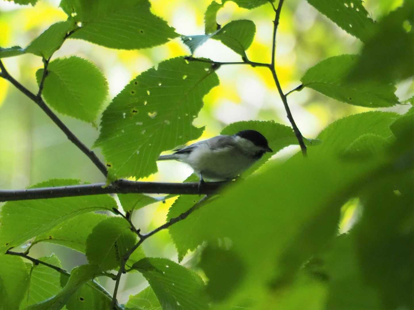 クロちゃん、こんにちは✨😃❗