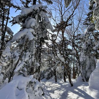 樹林帯は風も無く気持ちの良い雪道歩き♪