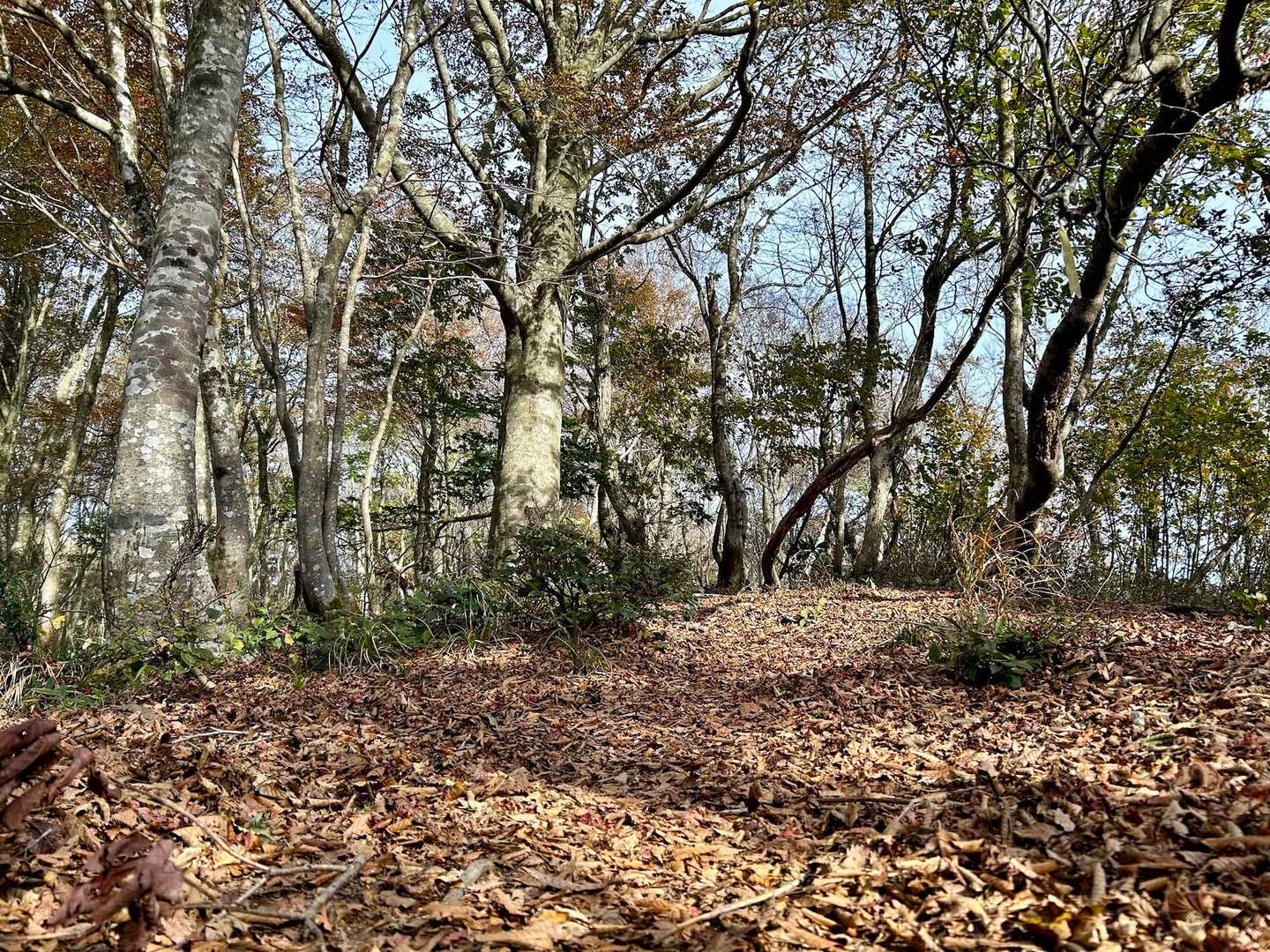 落ち葉のじゅうたん良き🍂