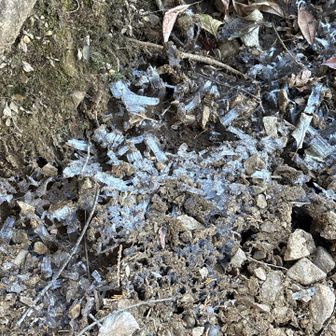 気温が低く、霜柱🥶