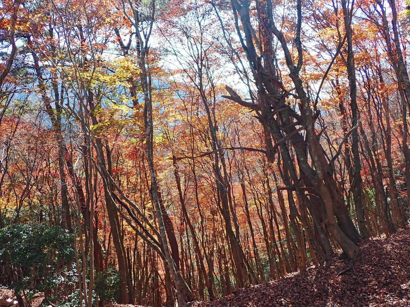 山頂下の紅葉が綺麗でした🍁