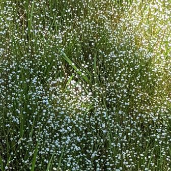シラタマホシクサの群生素敵です。