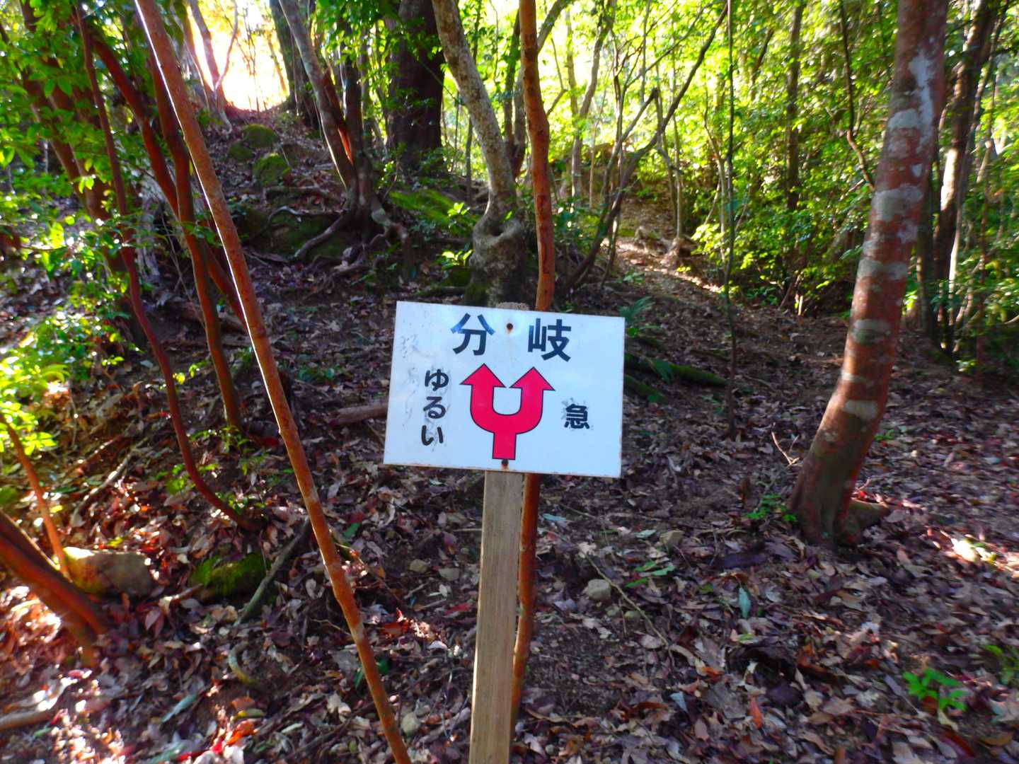 いくつか登場する分岐は全て「急」を選択しましたが、すぐに「ゆるい」と合流します👣