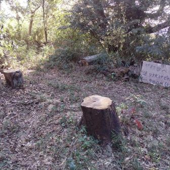 あの大きな案内看板を信じて左に向かうといきなり竹の藪・・・。