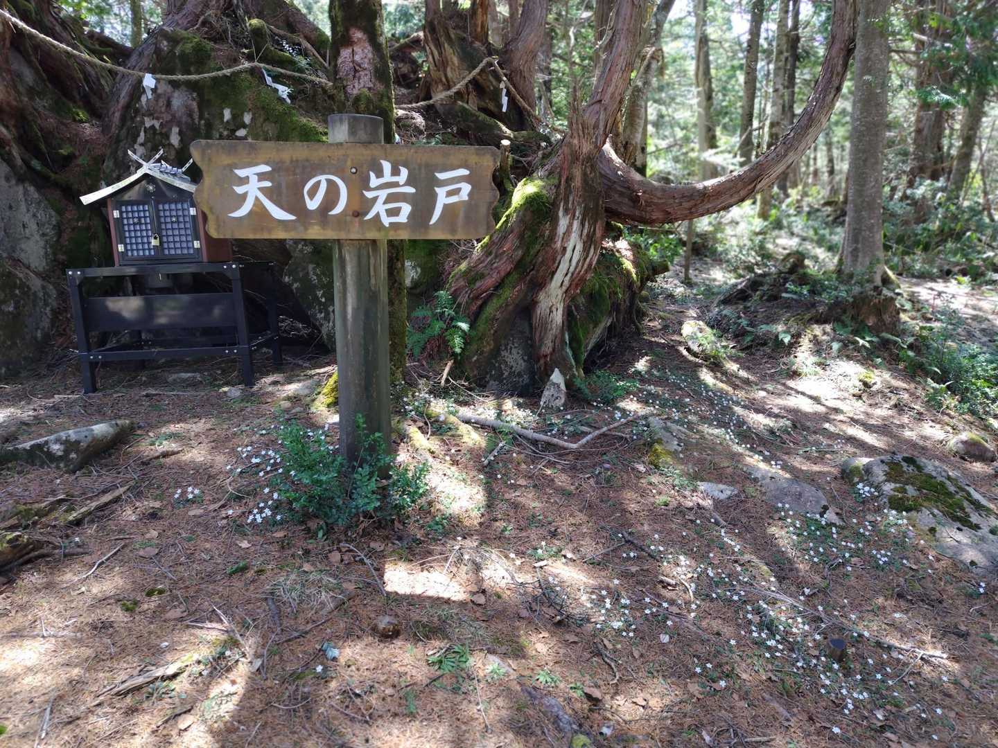 天の岩戸に沢山のバイカオウレンが咲いてます