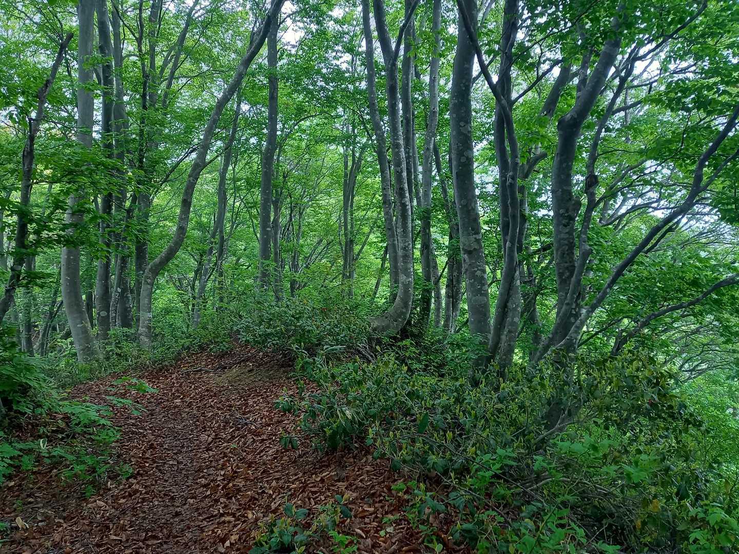 関沢森林公園登山口-櫛形山登山口-櫛形山-飯角山-羽黒山- 縦走コースの写真