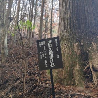 推定350年（江戸初期）　樹高60m　樹回り6,5mとありました