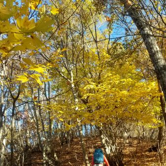 左門岳 尾根を登って大平を目指します。
出発からすでに1時間以上経っていて、ここまでが結構大変でした。
この辺は、美しいシロモジロード。楽に歩けます。