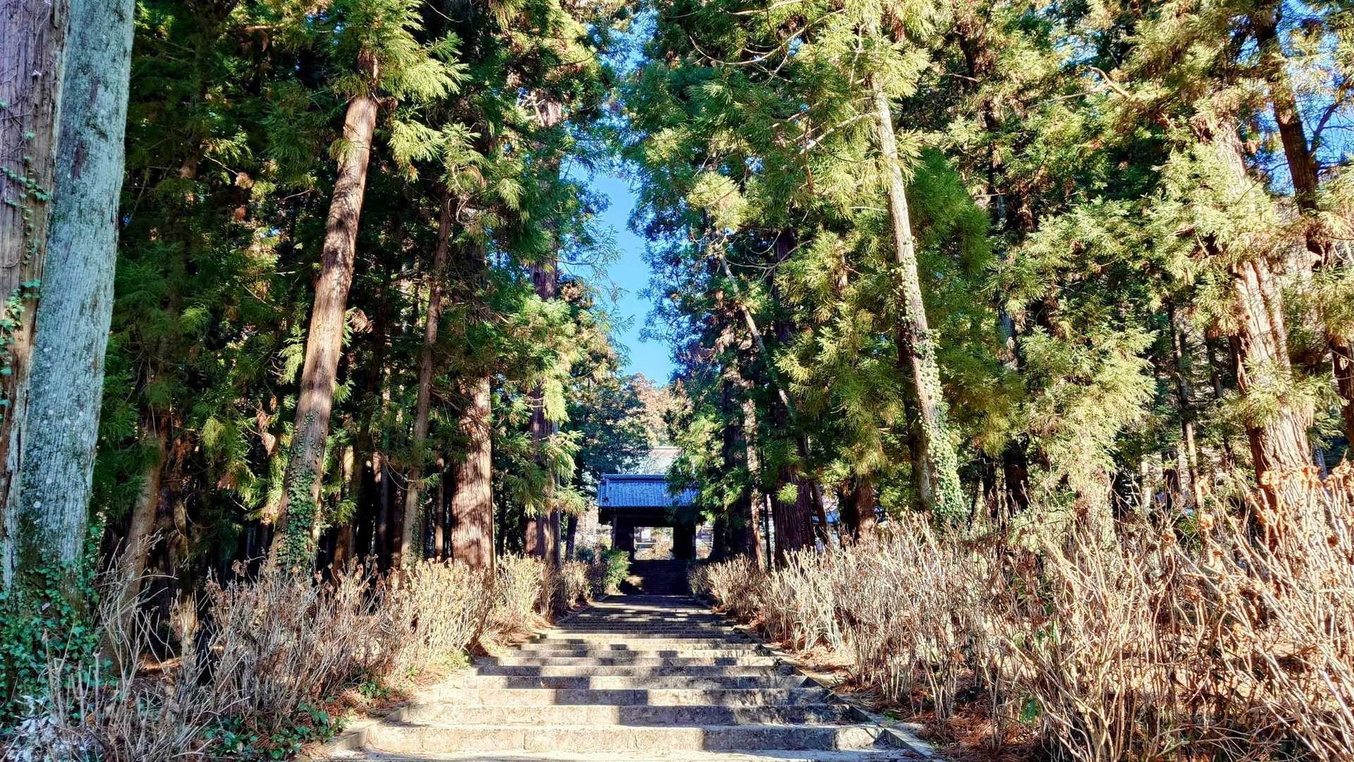 参道を登れて🏃💨