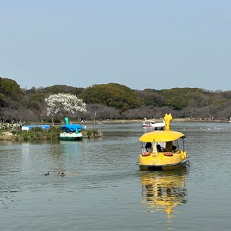 池には、色んなボートが🚣‍♂️😊
見ていると、つい乗りたくなって、待つ事なく乗っちゃいました。