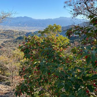 赤い実いっぱい🔴