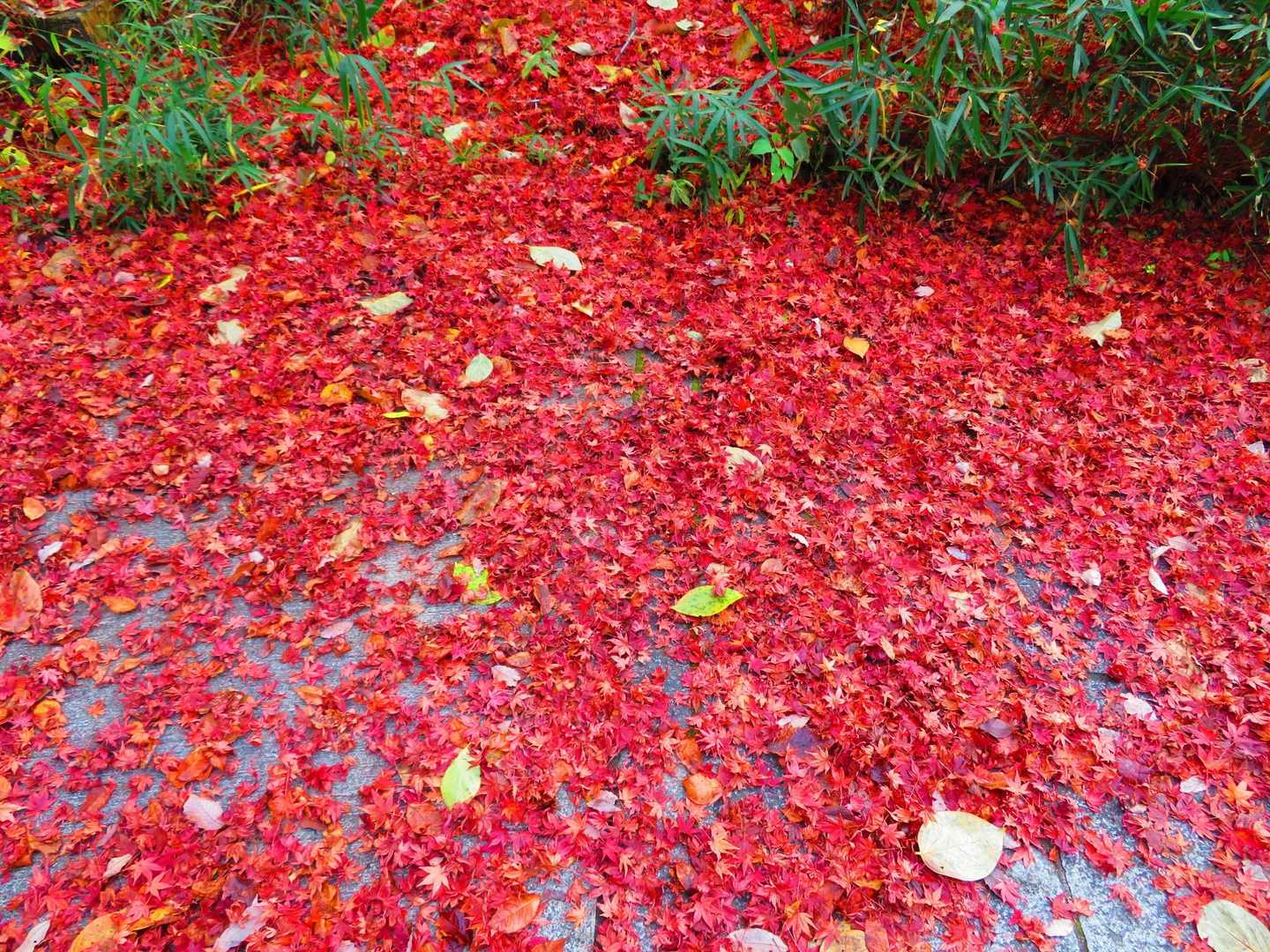 紅葉絨毯、綺麗ですね🍁🍁