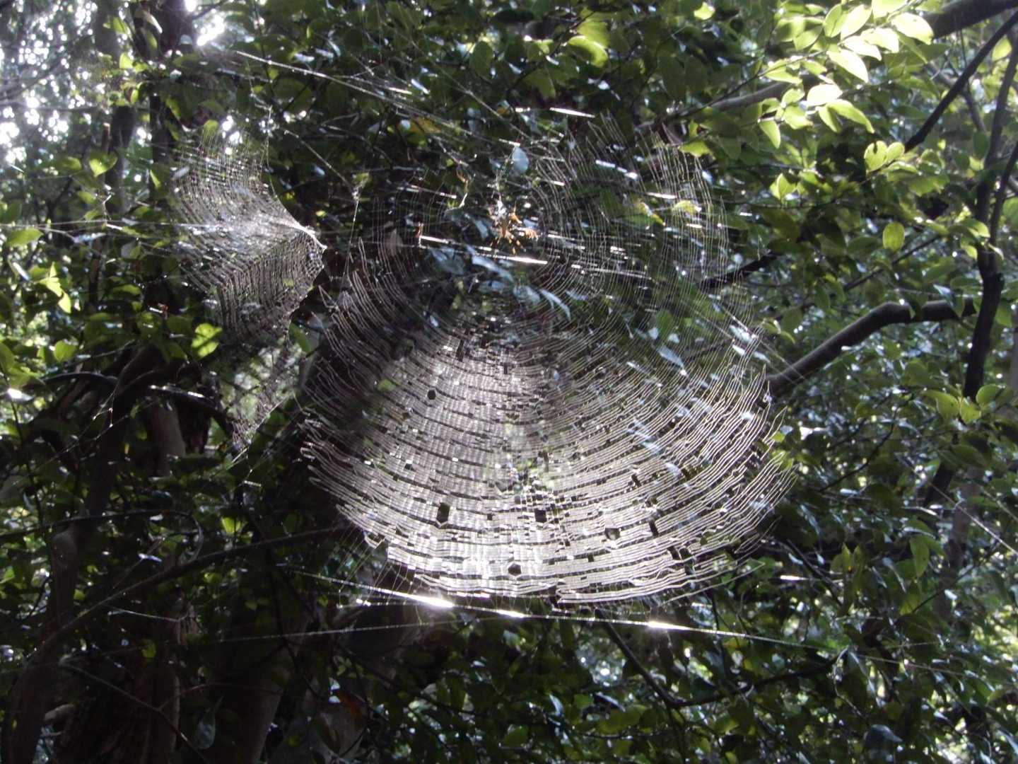 人がよく歩くので高い所の🕸️は無事です