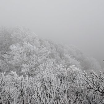 少しずつ標高を上げていくと、霧氷とガスです。
稜線は風が出て寒い❄️