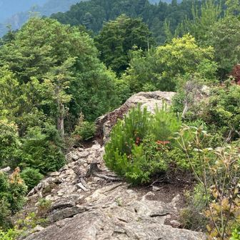 この尾根を登ってきました