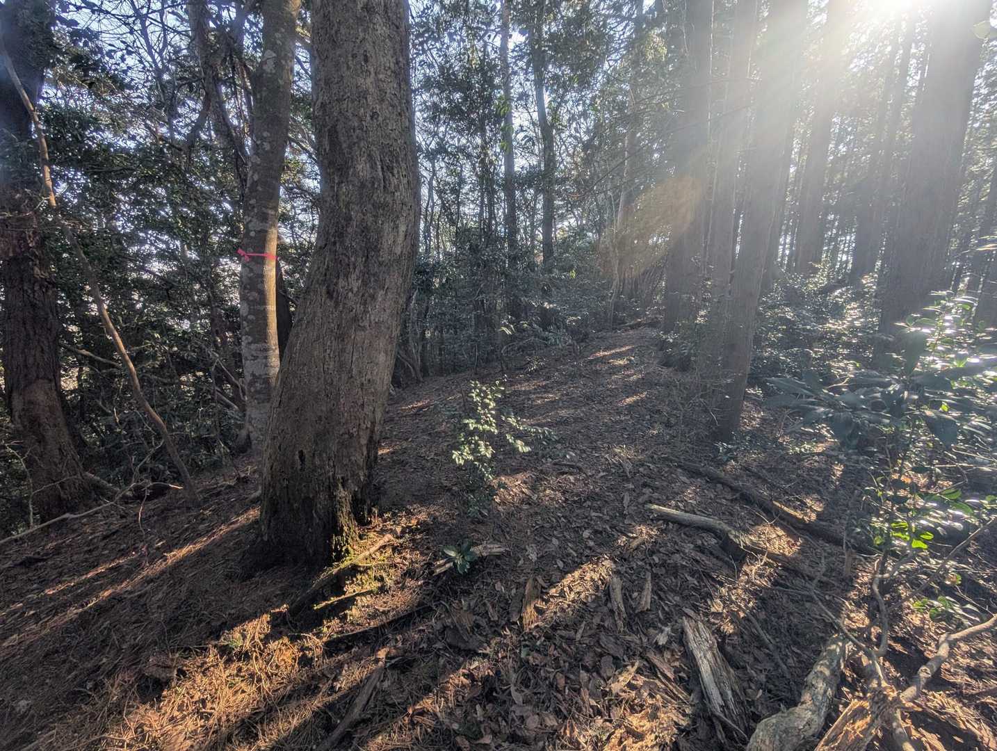 韮草山 往復コースの写真