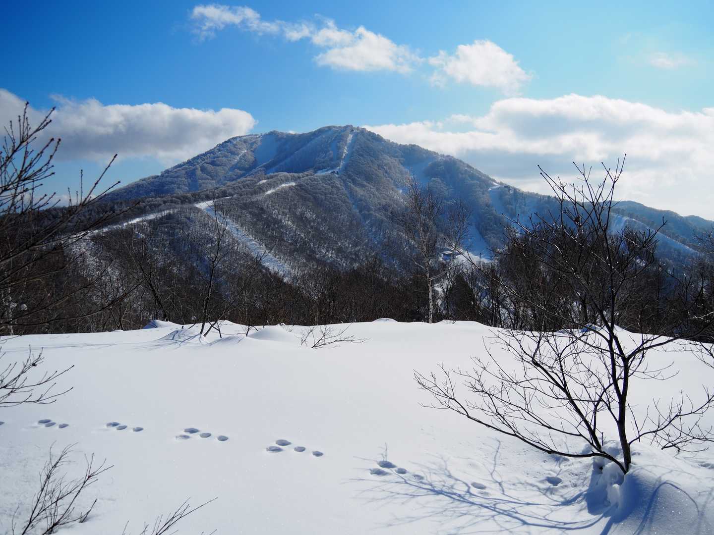 足あと🐾があって、
「うさぎ追いし」の山も頷ける