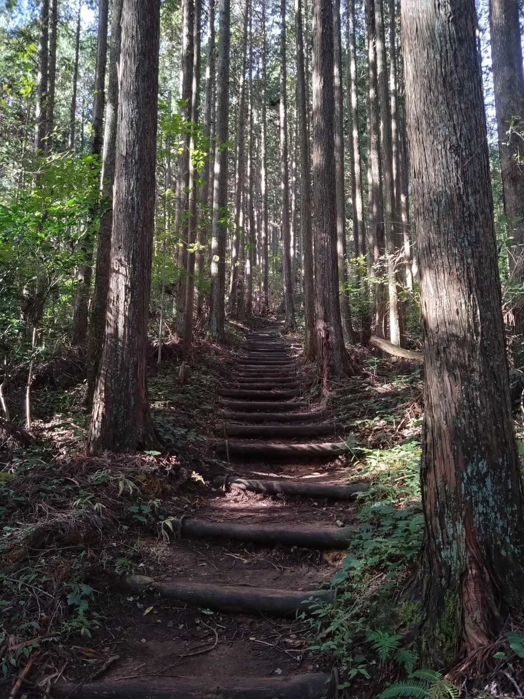 人工林だけどいい雰囲気