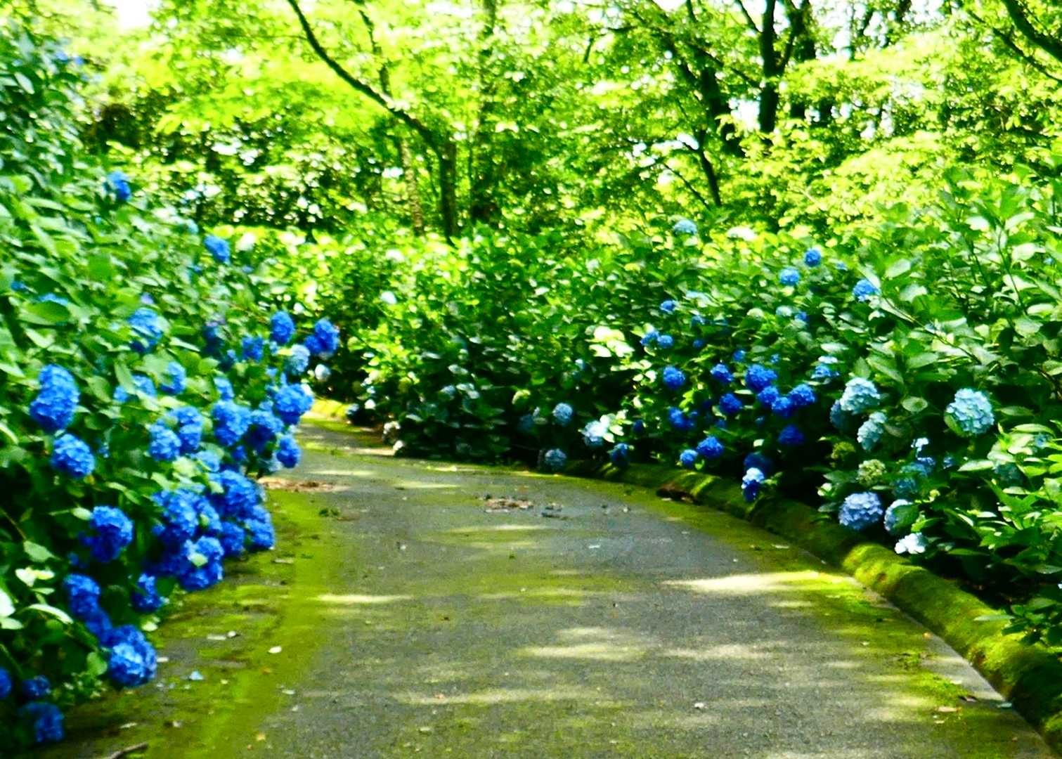 あじさい園