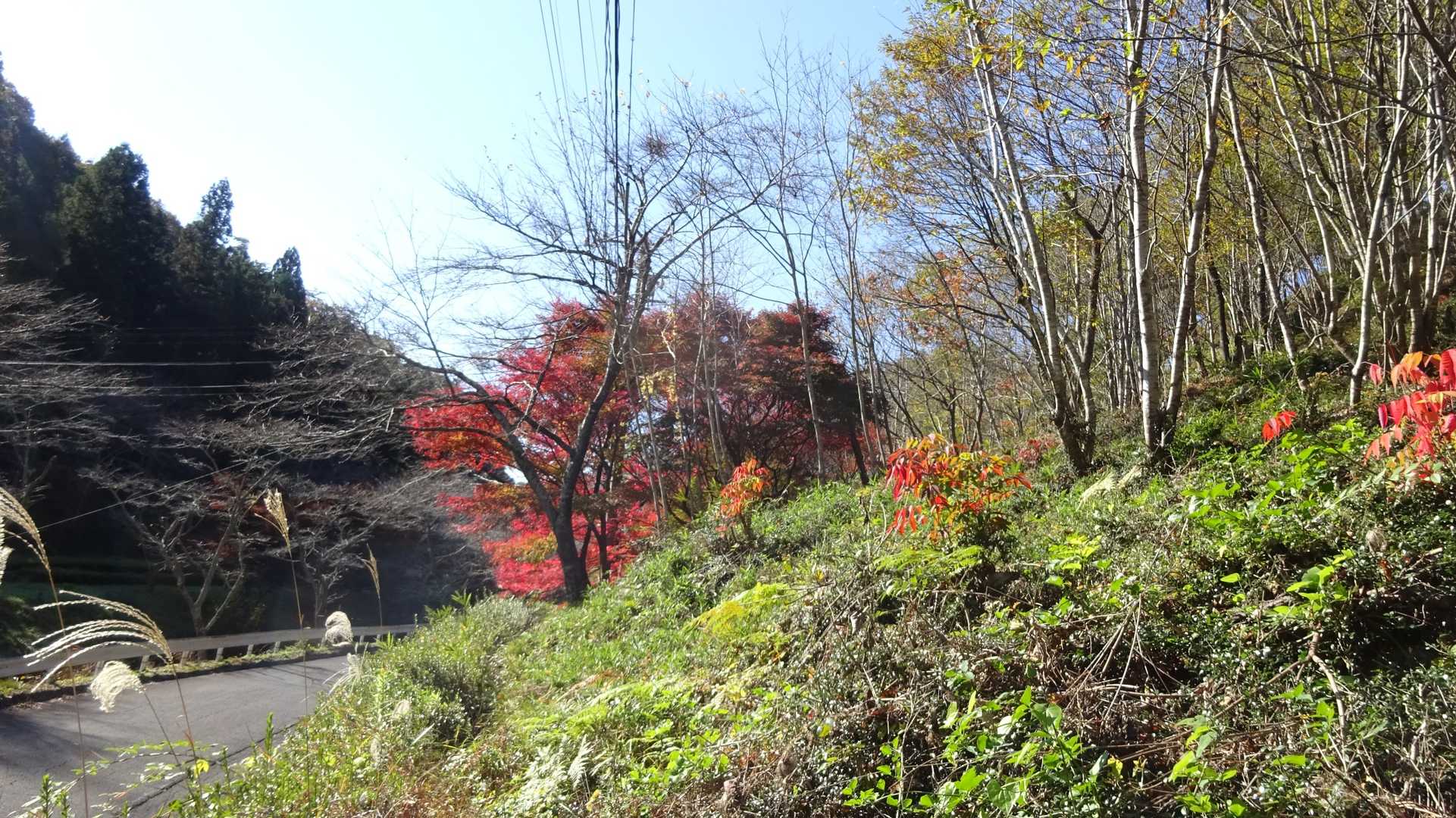 紅葉が....見送ってくれますね🙋‍♂️
