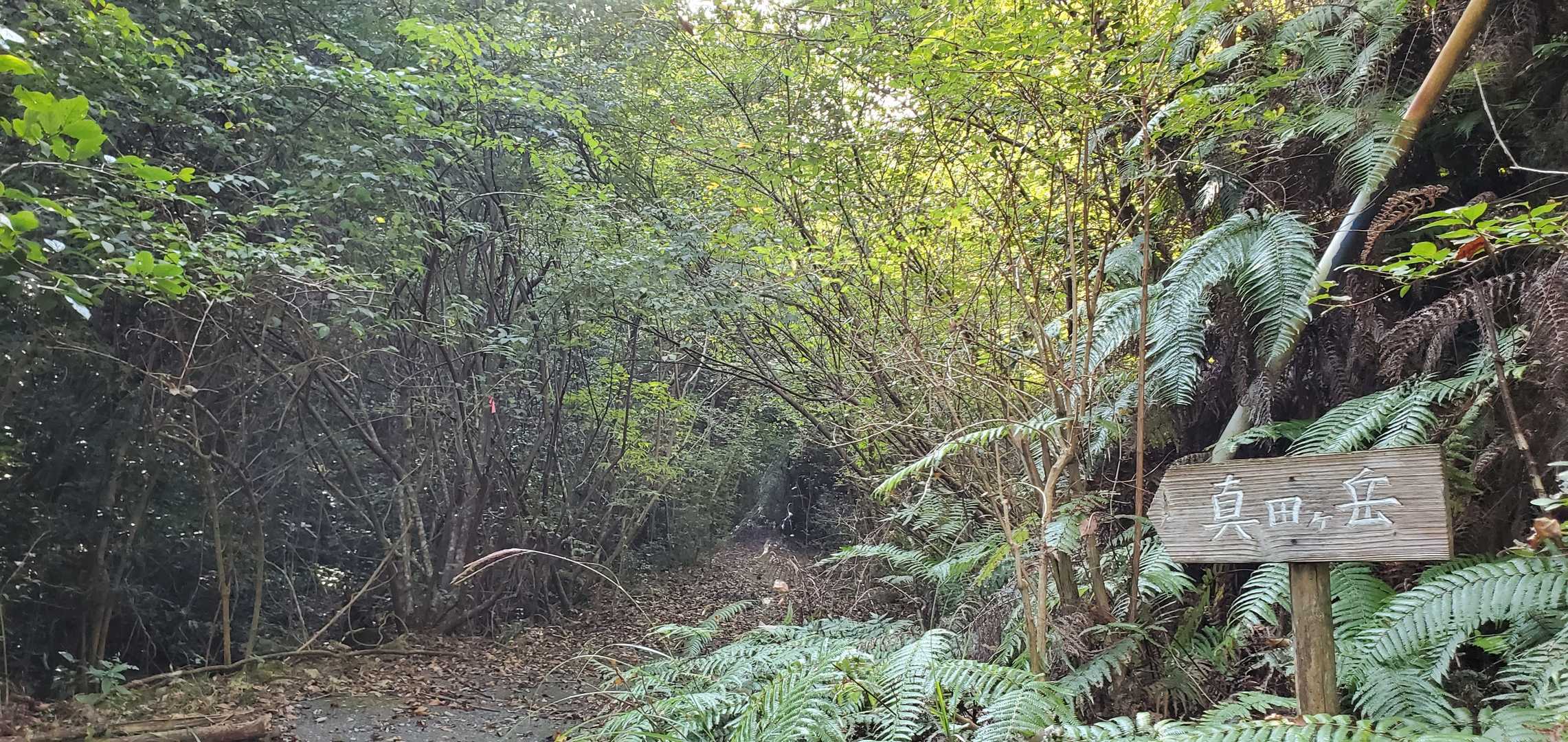クモの巣🕸️の近くで立ち止まると虫くん少なめ✌️気のせいかな？