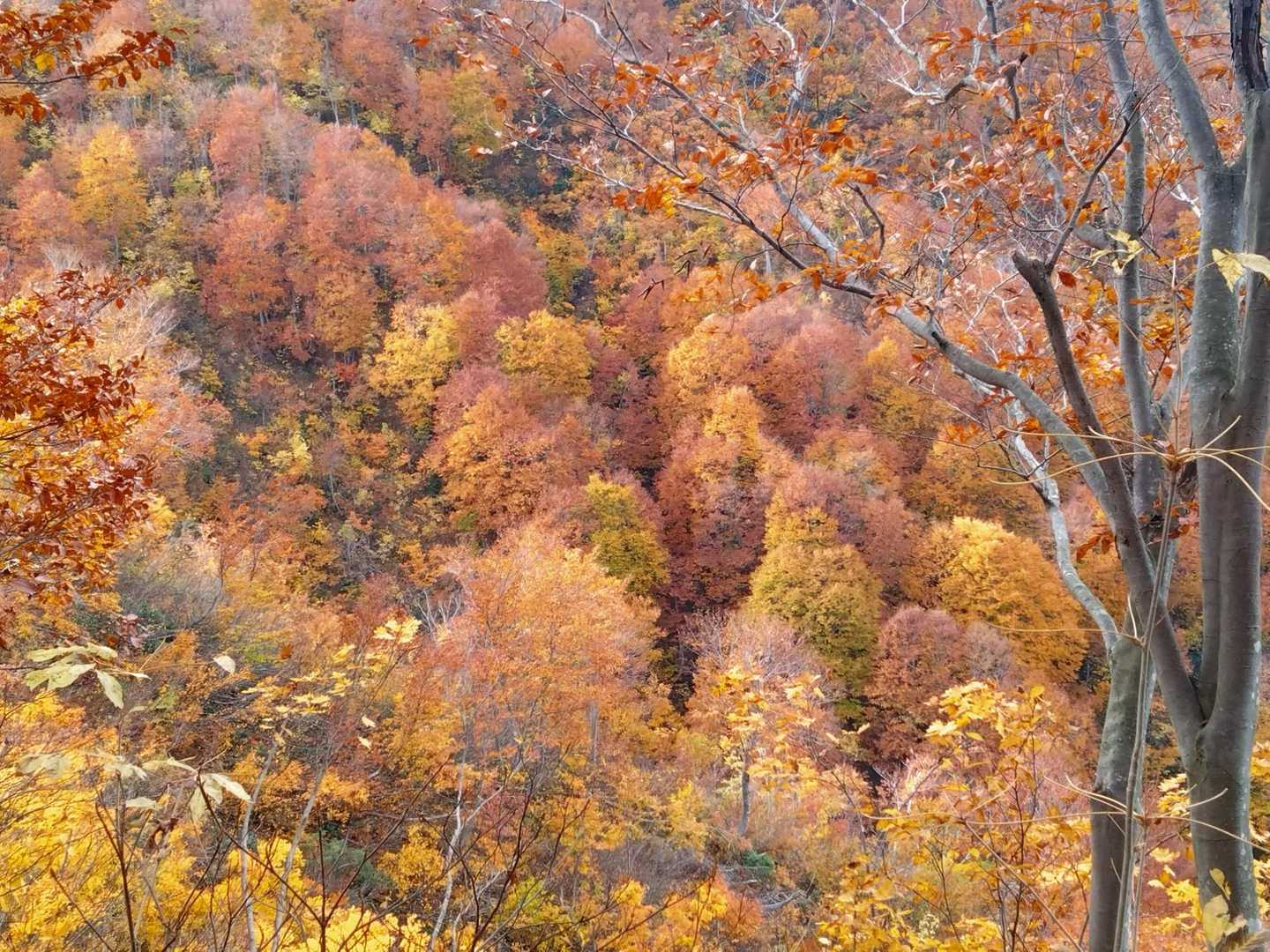 唐松山 往復コースの写真