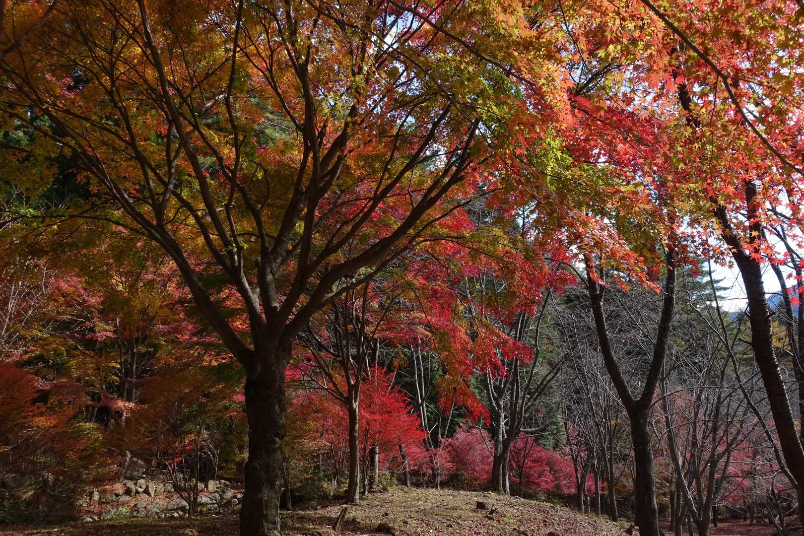 紅葉その７