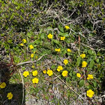 キジムシロ　今年はたくさんです