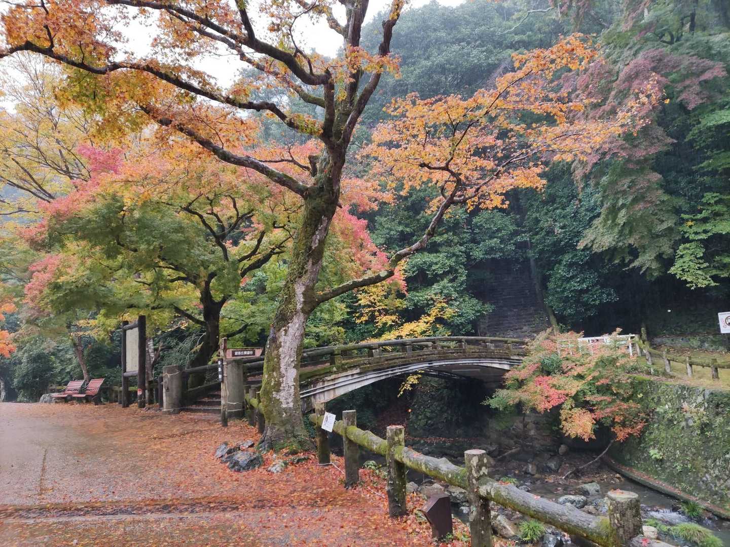 太鼓橋に紅葉🍁と絨毯
こういう構図がいいですねー😊