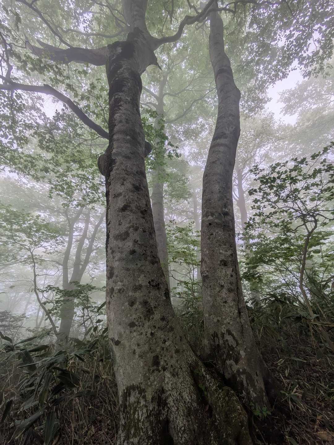 大万木山 往復コースの写真